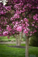 Obraz premium pink blossom in spring