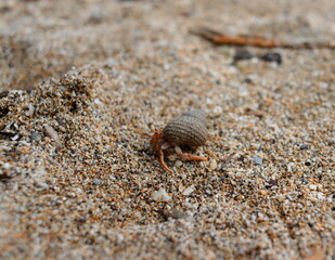 pequeño ermitaño sobre la arena