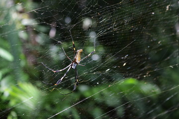 enorme araña esperando sus presas