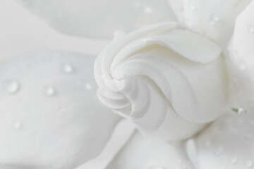 Obraz na płótnie Canvas White flowers bud background. Macro of white petals texture. Soft dreamy image