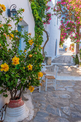 Traditional cycladitic   alley with a narrow street,  whitewashed  houses and a blooming bougainvillea in Chora Amorgos  Greece
