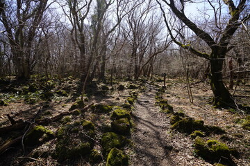 a lonely autumn forest with bare trees and vines