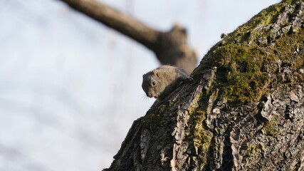Fototapeta premium One cute squirrel climb along the trunk of the tree in the park