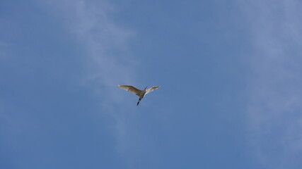 Obraz premium One seagull flying freely in the blue sky