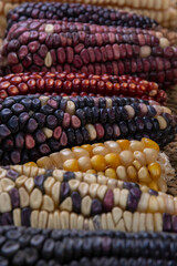 Maiz criollo mexicano