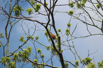 Bird Hiding in Tree