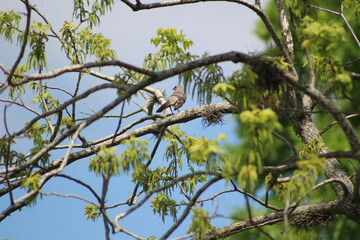 Northern Mockingbird