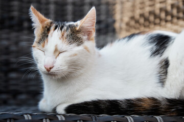 An adored tricolor kitten, the kitten sits on a canopy chair on the veranda and closed her eyes. Large portrait. Funny pets.