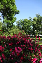 Close up of pink rose blooming bushes in Kadriorg garden. A sunny summer day with many green trees on the back. Tallinn, Estonia