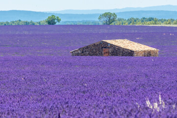 Fototapeta na wymiar Cabanon provençal dans un champ de lavande