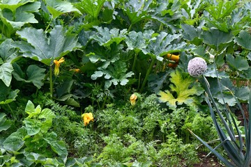Organic permaculture  garden.  Leek, New Zealand spinach and carrot growing in front, pumpkin and...