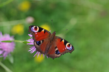 Fototapeta na wymiar das Tagpfauenauge hat viele intensive Farben, ein auffälliger Schmetterling mit einer hübschen Zeichnung auf den Flügeln