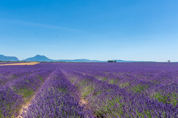 Naklejka na ściany i meble lavender field in region