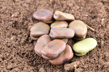 A pile of big broad bean seeds on soil