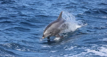 Foto op Plexiglas bottlenose dolphin  © FPLV