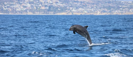 Keuken spatwand met foto dolphin jumping out of water, bottlenose dolphin breaching  © FPLV