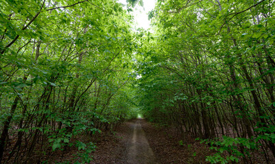 Frühling im Kreuttal - Niederösterreich