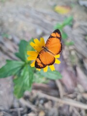 butterfly on a flower