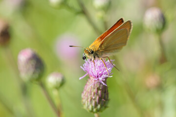 Essex skipper (Thymelicus lineola) with rolled-up proboscis sits on a thistle blossom.