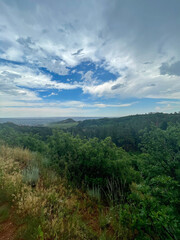 forest in the mountains