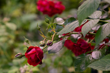 Closeup shot of red roses in a garden