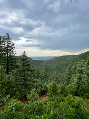 forest in the mountains
