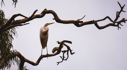 bird on tree