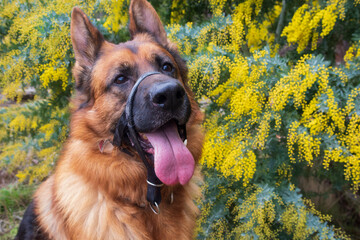 german shepherd dog