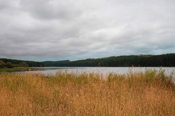 Obraz premium lake in the forest