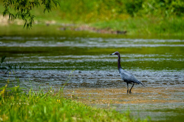 Little Blue Heron Foraging In Water-1148