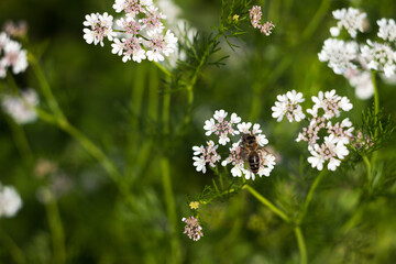 Coriander flowering, bee pollinates coriander flower. Growing spices