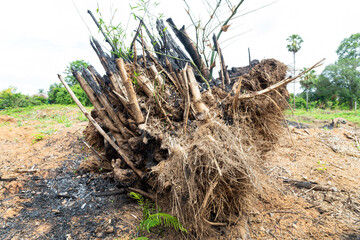  Bamboo tree burns, but only the stump, The bamboo tree died because of the fire.