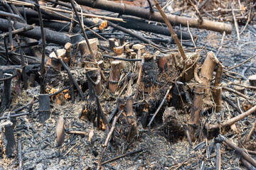  Bamboo tree burns, but only the stump, The bamboo tree died because of the fire.