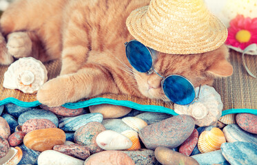Portrait of a red-haired British shorthair cat in sunglasses and a straw hat from the sun lies on a...