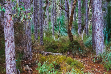 forest in autumn