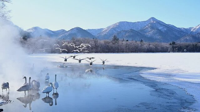 湖畔に集う白鳥たち