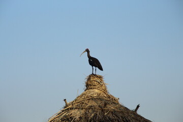 stork in the nest