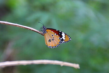 butterfly on leaf