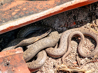 Cobra-corre-campo