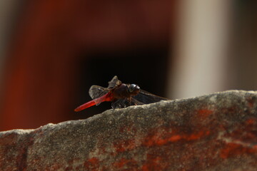 close up of a red dragonfly