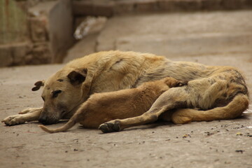 dog cub sleeping
