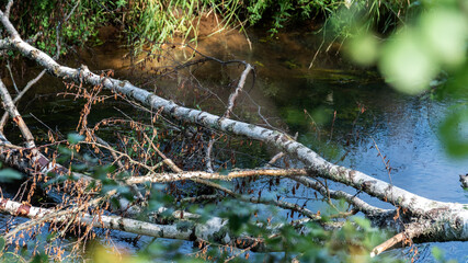 A fallen birch tree lies like a bridge across a small fast river.