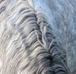 Hairy mane of a horse as a background.