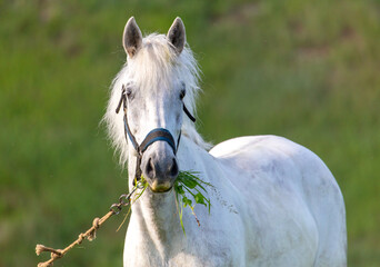 Horse portrait in summer pasture.