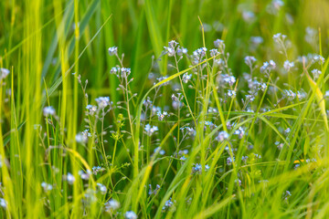 Blue flowers in green grass in summer.