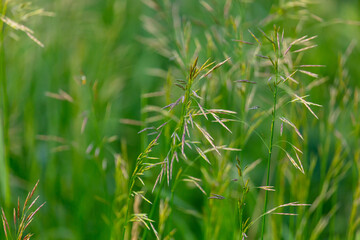 Spikelets on the green grass in summer.