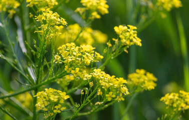 Yellow flower in the park.