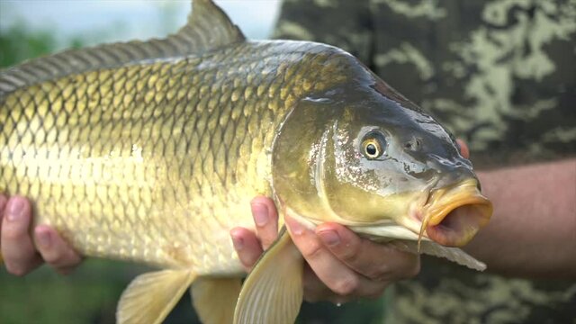 Fisher showing a Carp he catched out of a lake, proudly holding it with his hands. Carp in the hands of a fisherman