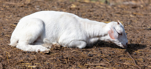 Naklejka na ściany i meble Little goat on the farm.