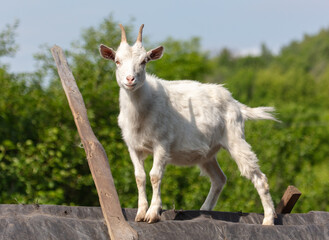 Obraz premium Goat on the roof of the house.